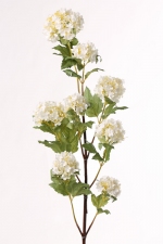 Viburnum, Snowball 109cm creme